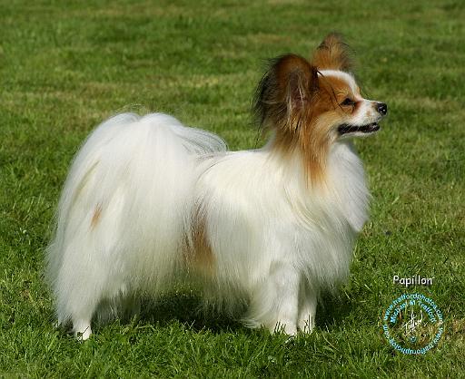 Papillon 8T005D-24.JPG